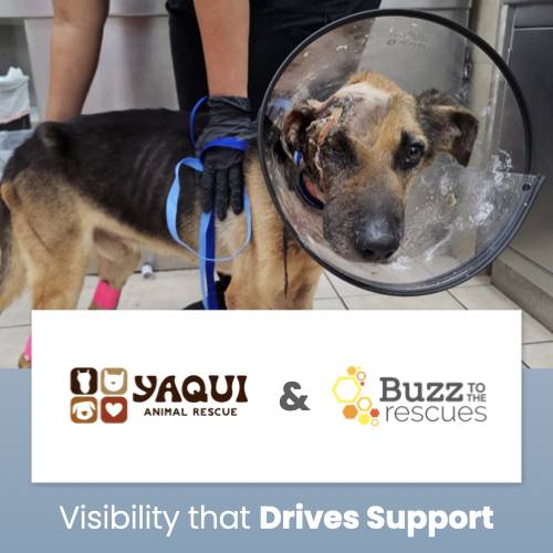 _FeaturedImage-YaquiAnimalRescue
